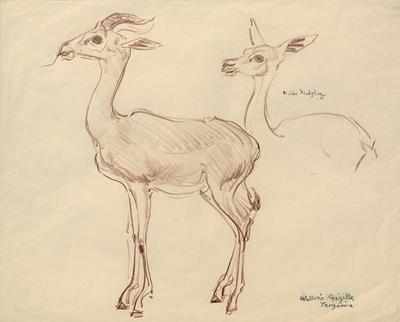 WELLER'S GAZELLE